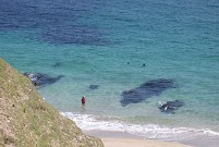 Seals go people-watching (Blasket Island)